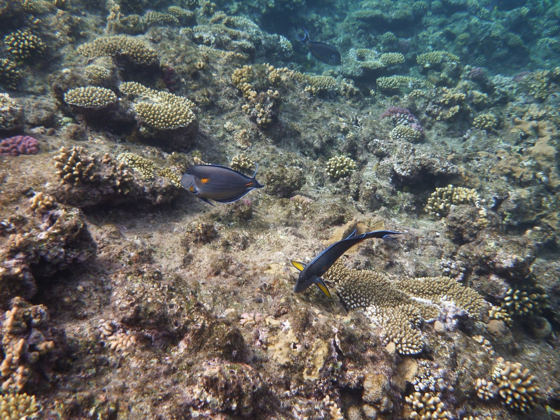 Coral and reef fish in the Red Sea.
